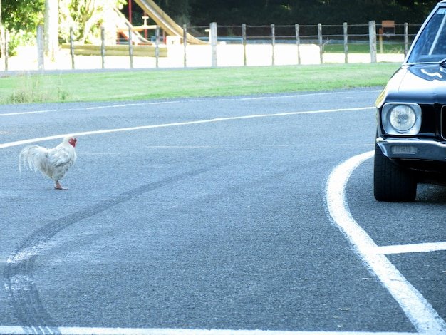 Image: Descubre el Misterio del Camino del Pollo en el Juego de Casino de España