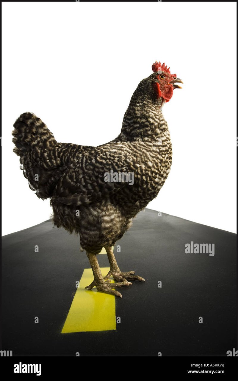 Introduction to chicken road