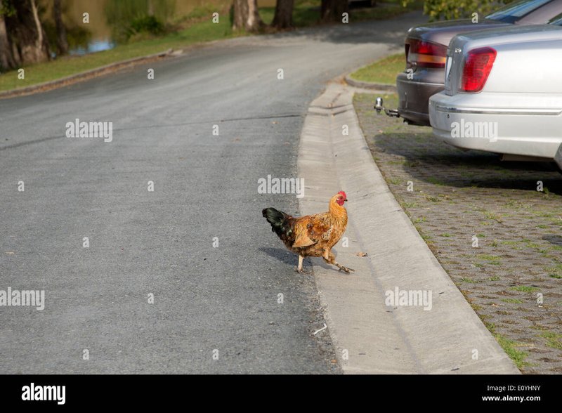 Chicken road online - Descubre El MISTERIOSO Camino del Pollo en los Casinos de España